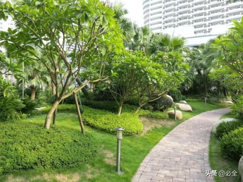 收藏丨園林綠化施工中苗木的管理技術