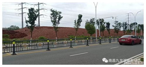 九龍湖大型公園綠化新篇章 巧借坡度塑特色，園林施工展新姿